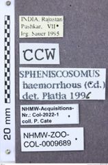 Etiketten zu Abelater bicoloratus (NHMW-ZOO-COL-0009689)